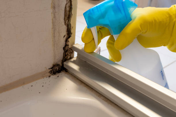 Best Best Mold Removal Companies  in Runnemede, NJ