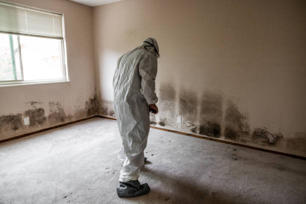 Best Black Mold Removal  in Runnemede, NJ